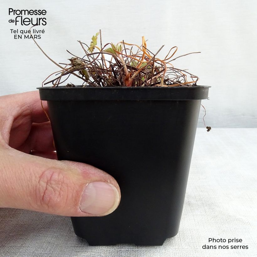 Exemplar von Geranium versicolor - Storchschnabel Kleine Töpfe von 8/9 cm wie im Winter geliefert