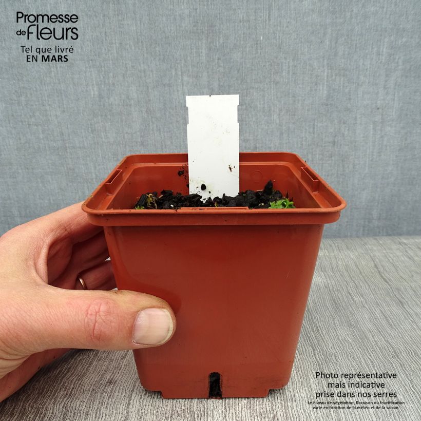 Exemplar von Geranium wallichianum Havana Blues - Storchschnabel Kleine Töpfe von 8/9 cm wie im Winter geliefert