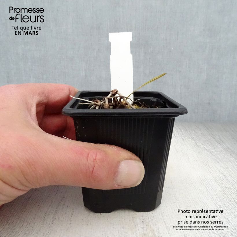 Exemplar von Geranium wallichianum Magical All Summer Delight - Storchschnabel Kleine Töpfe von 8/9 cm wie im Frühjahr geliefert