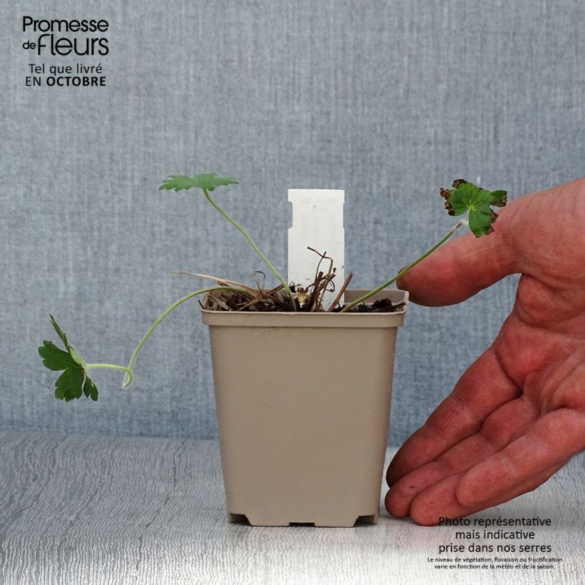 Exemplar von Geranium wlassovianum Crug Farm - Storchschnabel Kleine Töpfe von 8/9 cm wie im Herbst geliefert