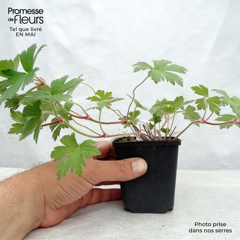 Exemplar von Geranium wlassovianum Crug Farm - Storchschnabel Kleine Töpfe von 8/9 cm wie im Frühjahr geliefert