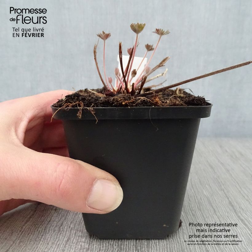 Exemplar von Geranium wlassovianum - Storchschnabel Kleine Töpfe von 8/9 cm wie im Winter geliefert