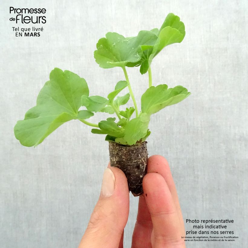 Exemplar von Zonal-Pelargonie Flowerfairy White Splash - Pelargonium Mini-Plug Ø 3/4 cm wie im Frühjahr geliefert