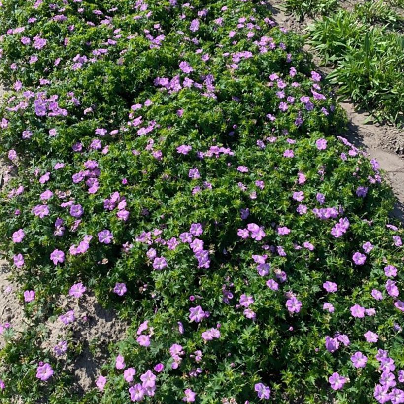 Blutstorchschnabel Frivolius Lilac - Geranium sanguineum (Wuchs)