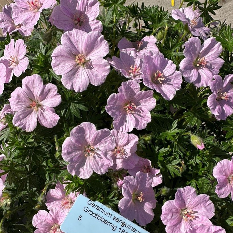 Geranium sanguineum Frivolius Pink - Blutstorchschnabel (Blüte)