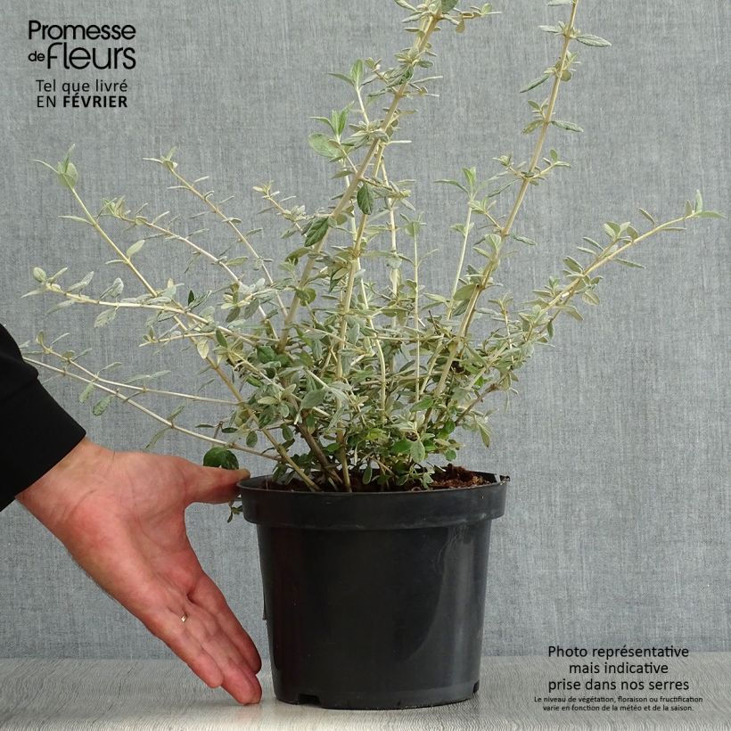 Exemplar von Teucrium fruticans - Strauchiger Gamander Topf mit 2L/3L wie im Herbst geliefert