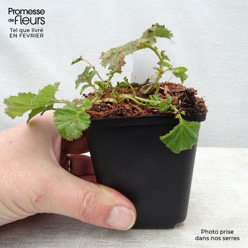 Exemplar von Geum coccineum Cocktail Gimlet - Scharlachrote Nelkenwurz Kleine Töpfe von 8/9 cm wie im Winter geliefert