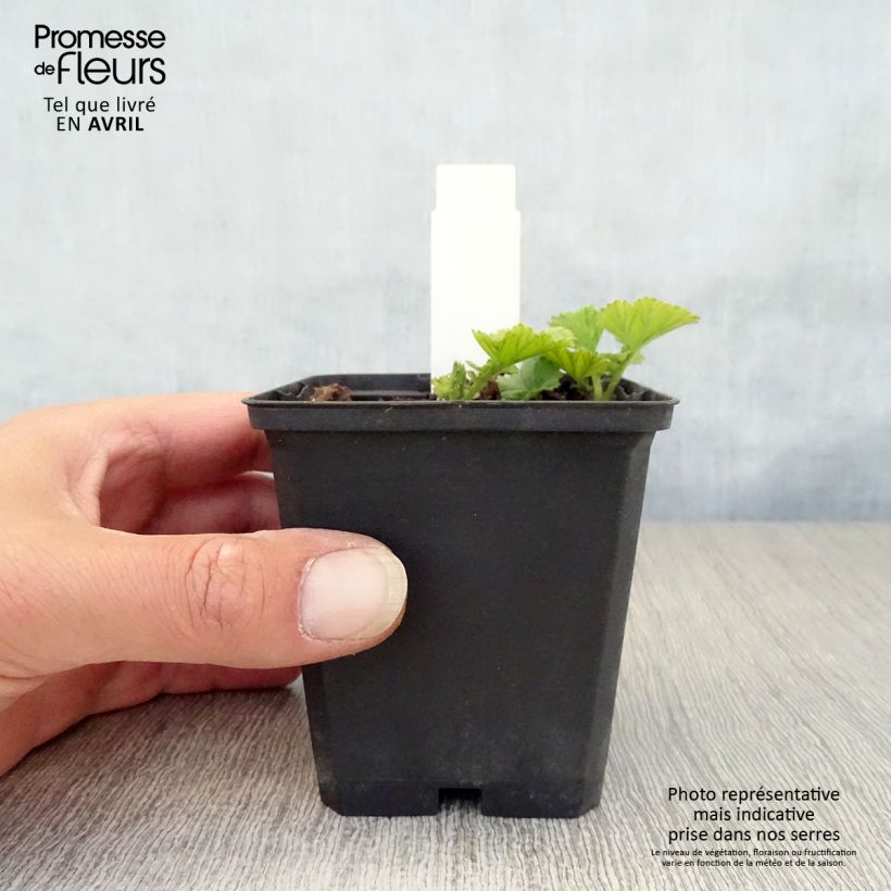 Exemplar von Geum coccineum Cocktail Sea Breeze - Scharlachrote Nelkenwurz Kleine Töpfe von 8/9 cm wie im Frühjahr geliefert