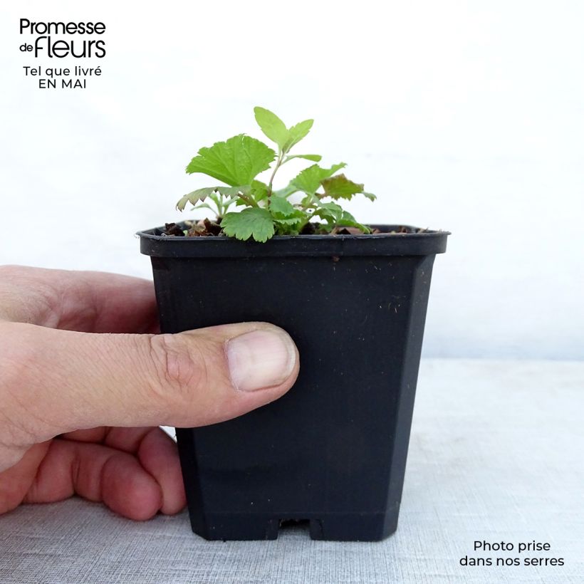 Exemplar von Geum coccineum Cocktail Wet Kiss - Scharlachrote Nelkenwurz Kleine Töpfe von 8/9 cm wie im Frühjahr geliefert