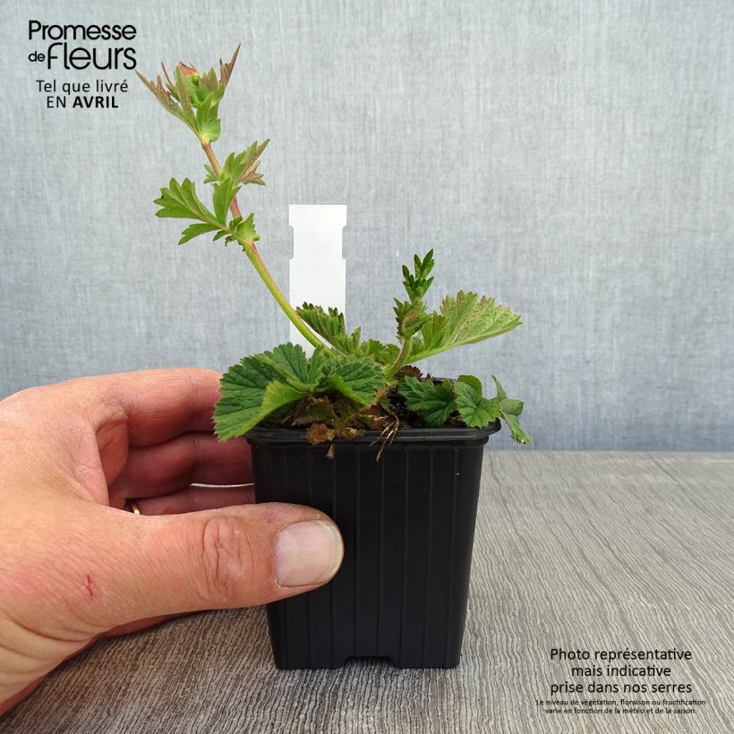 Exemplar von Geum Coral Tempest - Nelkenwurz Kleine Töpfe von 8/9 cm wie im Frühjahr geliefert