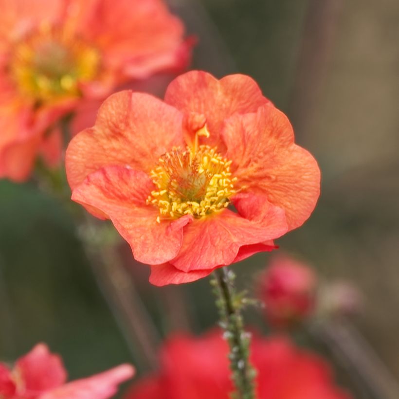 Geum Coral Tempest - Nelkenwurz (Blüte)