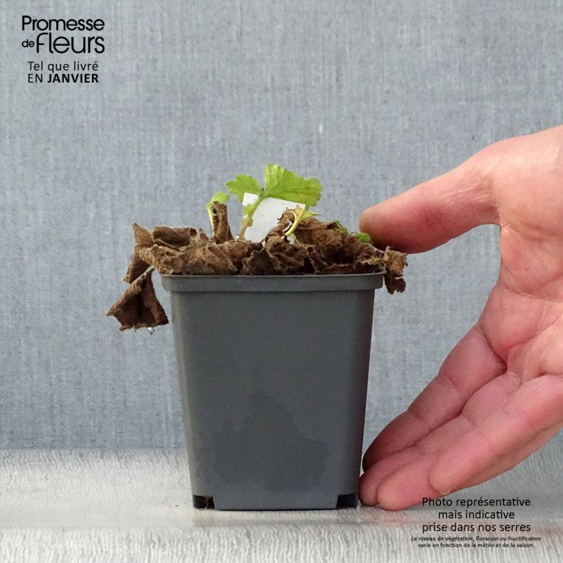 Exemplar von Geum Eos - Nelkenwurz Kleine Töpfe von 8/9 cm wie im Winter geliefert