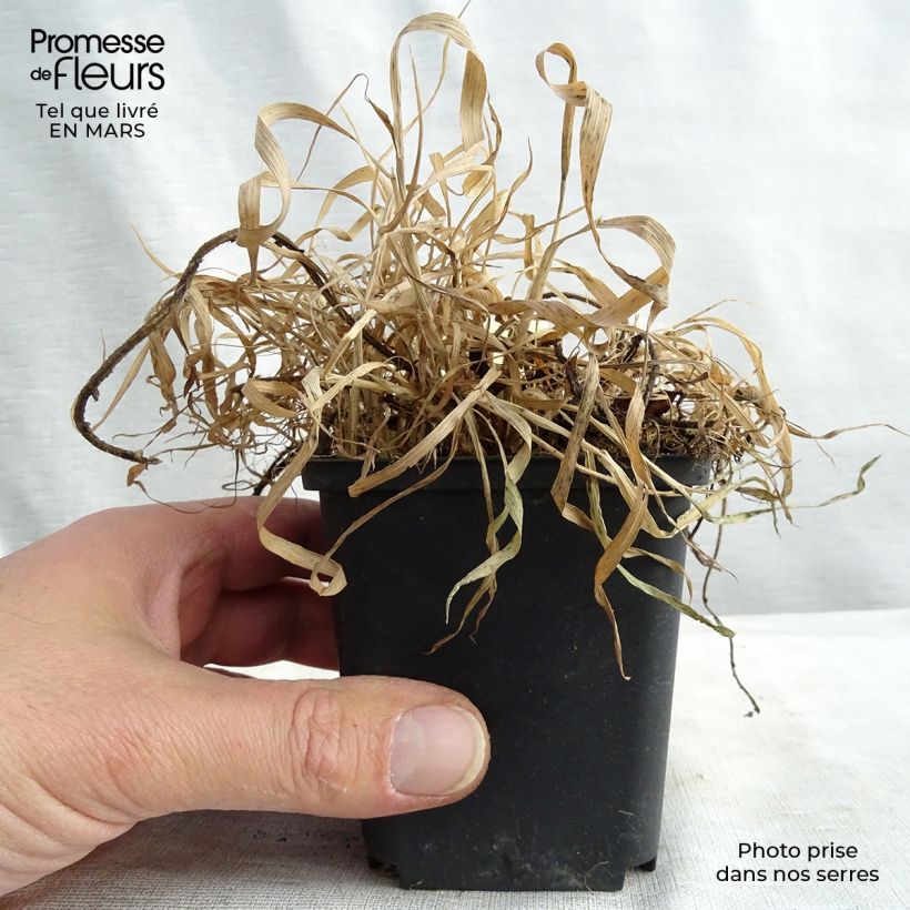 Exemplar von Geum chiloense Feuerball - Chilenische Nelkenwurz Kleine Töpfe von 8/9 cm wie im Frühjahr geliefert