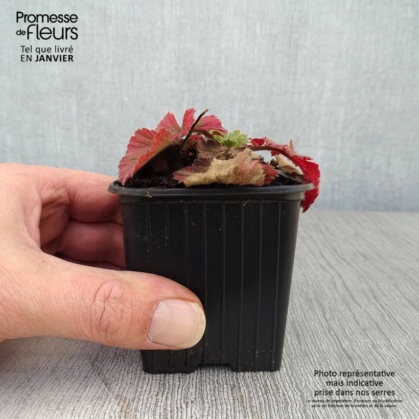 Exemplar von Geum Fiery Tempest - Nelkenwurz Kleine Töpfe von 8/9 cm wie im Winter geliefert