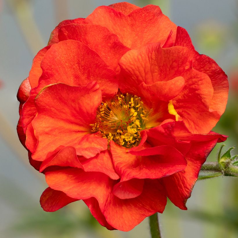 Geum Fiery Tempest - Nelkenwurz (Blüte)