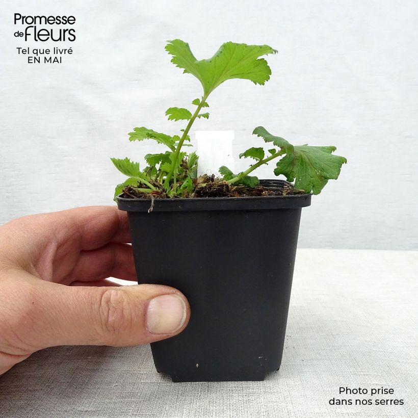 Exemplar von Geum Flames of Passion - Nelkenwurz Kleine Töpfe von 8/9 cm wie im Frühjahr geliefert