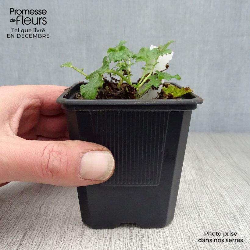 Exemplar von Geum Flames of Passion - Nelkenwurz Kleine Töpfe von 8/9 cm wie im Winter geliefert