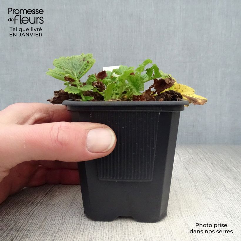 Exemplar von Geum rivale Mai tai - Bach-Nelkenwurz Kleine Töpfe von 8/9 cm wie im Winter geliefert