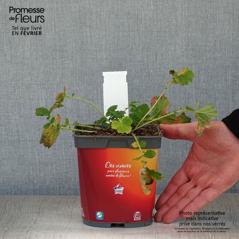 Exemplar von Geum rivale Mai tai - Bach-Nelkenwurz Topf mit 2L/3L wie im Winter geliefert