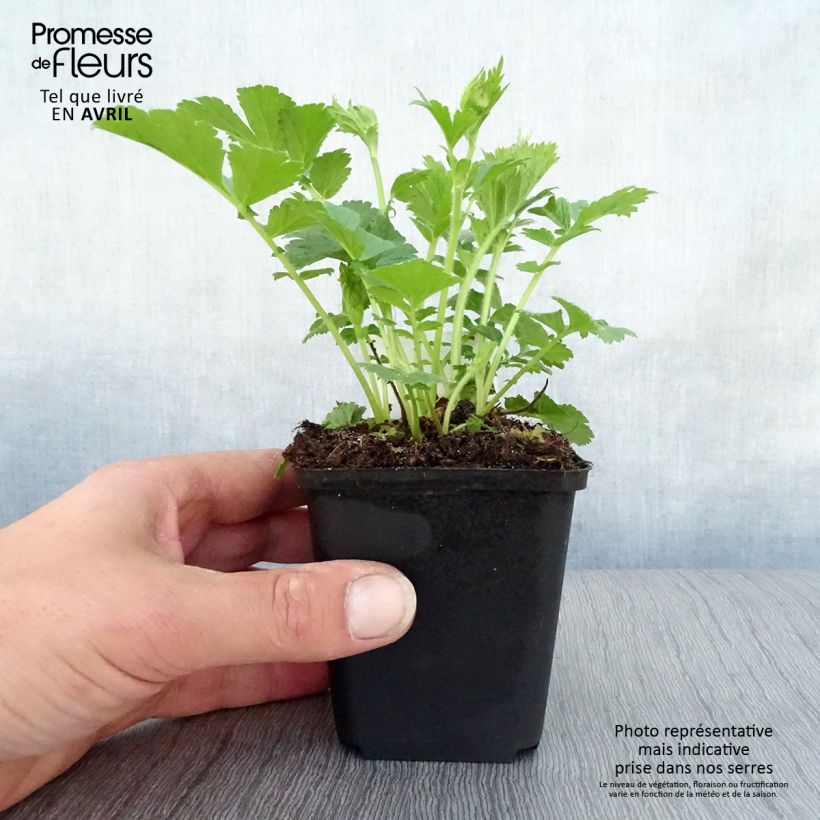 Exemplar von Geum rivale Mai tai - Bach-Nelkenwurz Topf mit 2L/3L wie im Frühjahr geliefert