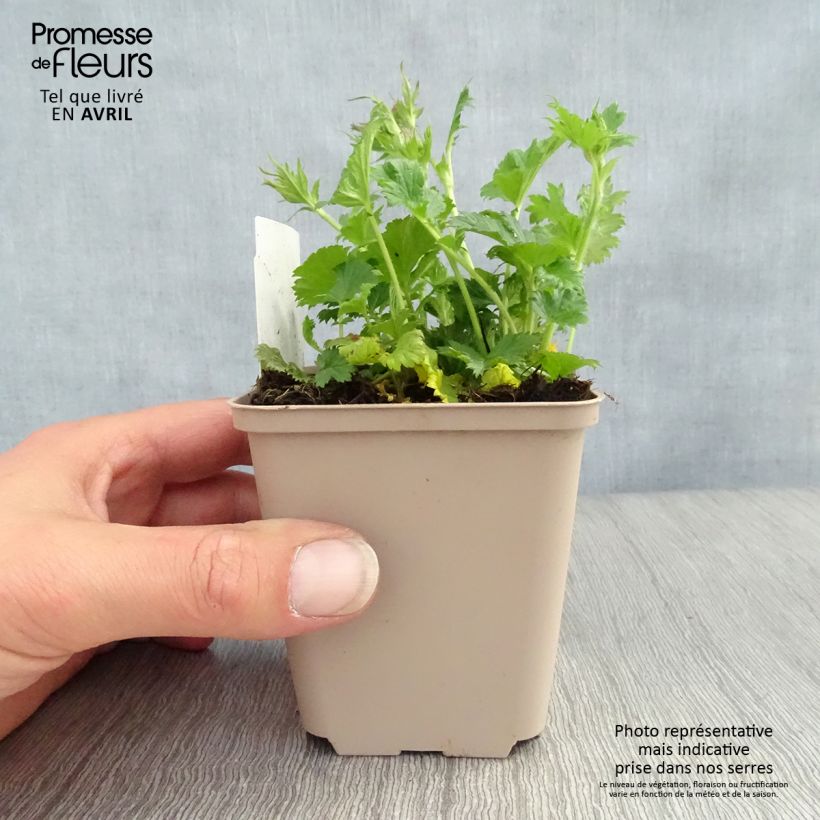 Exemplar von Geum coccineum Nonna - Scharlachrote Nelkenwurz Kleine Töpfe von 7/8 cm wie im Frühjahr geliefert