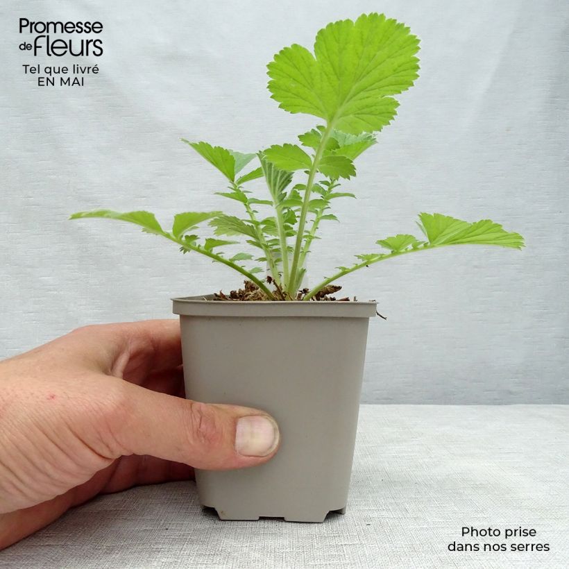 Exemplar von Geum Scarlet Tempest - Nelkenwurz Kleine Töpfe von 8/9 cm wie im Frühjahr geliefert