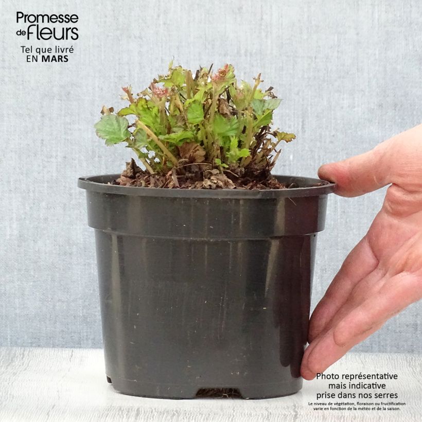 Exemplar von Geum Tempo Rose - Nelkenwurz Topf mit 2L/3L wie im Frühjahr geliefert