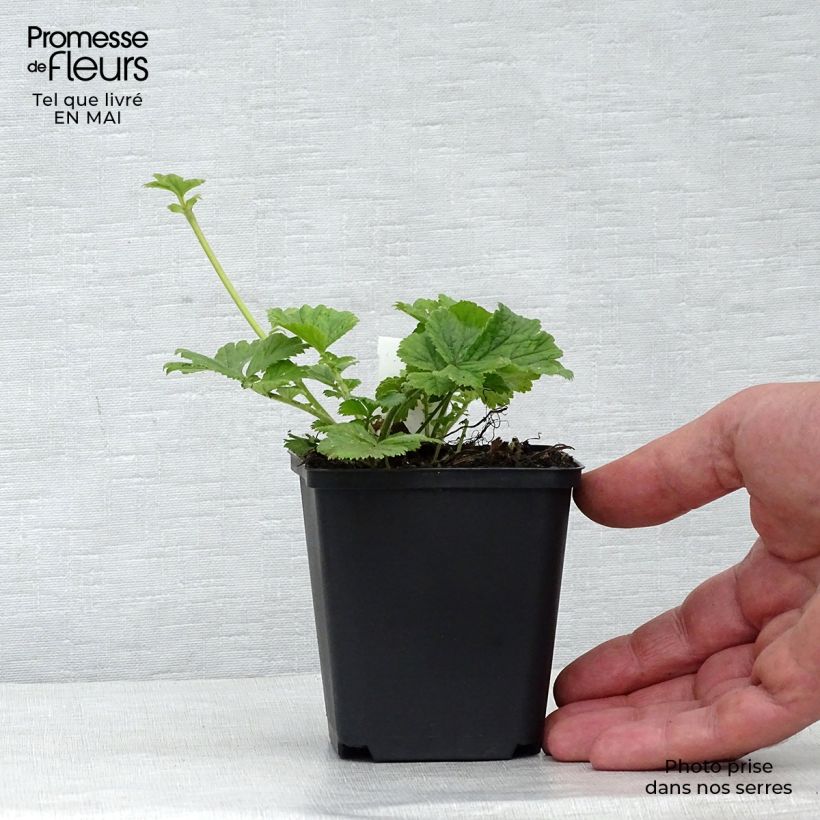 Exemplar von Geum Cocktail Tequila Sunrise - Nelkenwurz Kleine Töpfe von 8/9 cm wie im Frühjahr geliefert