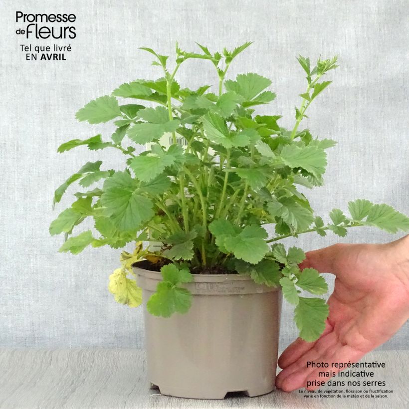 Exemplar von Geum Totally Tangerine - Nelkenwurz Topf mit 1L/1,5L wie im Frühjahr geliefert