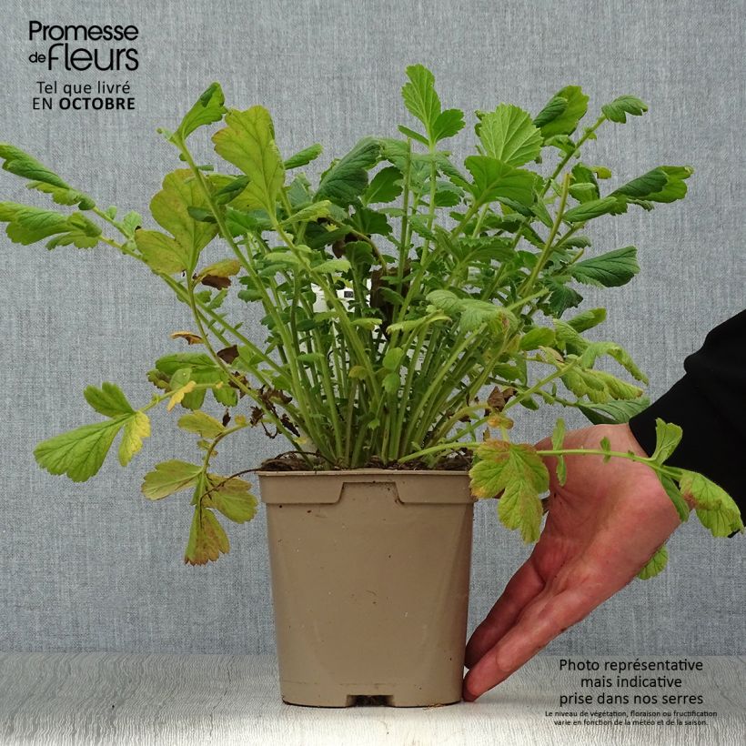 Exemplar von Geum chiloense Lady Stratheden - Chilenische Nelkenwurz Topf mit 2L/3L wie im Herbst geliefert