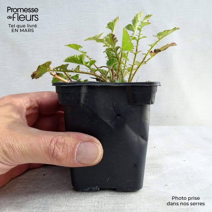 Exemplar von Geum chiloense Mrs Bradshaw - Chilenische Nelkenwurz Kleine Töpfe von 7/8 cm wie im Frühjahr geliefert