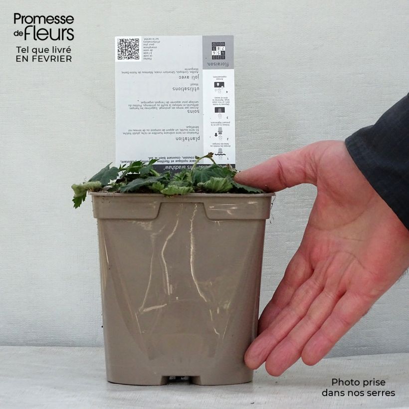 Exemplar von Geum chiloense Mrs Bradshaw - Chilenische Nelkenwurz Topf mit 2L/3L wie im Winter geliefert