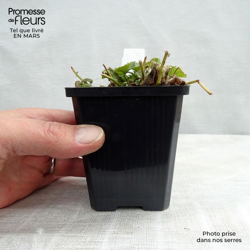 Exemplar von Geum coccineum Borisii - Scharlachrote Nelkenwurz Kleine Töpfe von 8/9 cm wie im Winter geliefert