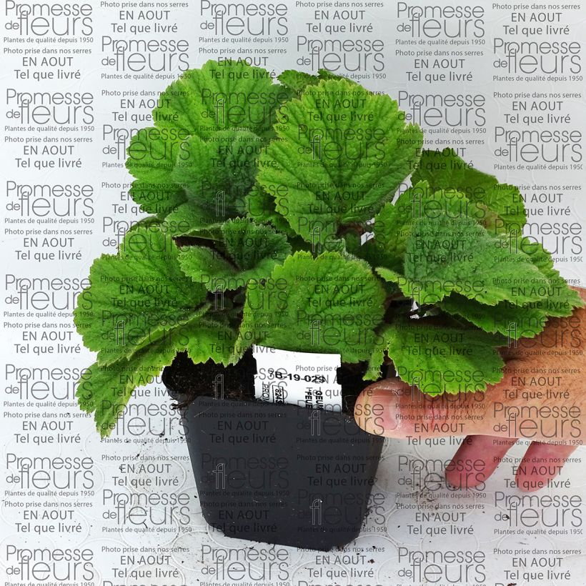 Beispiel eines Exemplars von Geum coccineum Feuermeer - Scharlachrote Nelkenwurz Kleine Töpfe von 8/9 cm wie geliefert