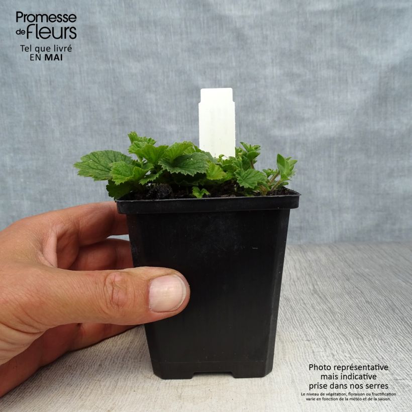 Exemplar von Geum coccineum Karlskaer - Scharlachrote Nelkenwurz Kleine Töpfe von 8/9 cm wie im Frühjahr geliefert