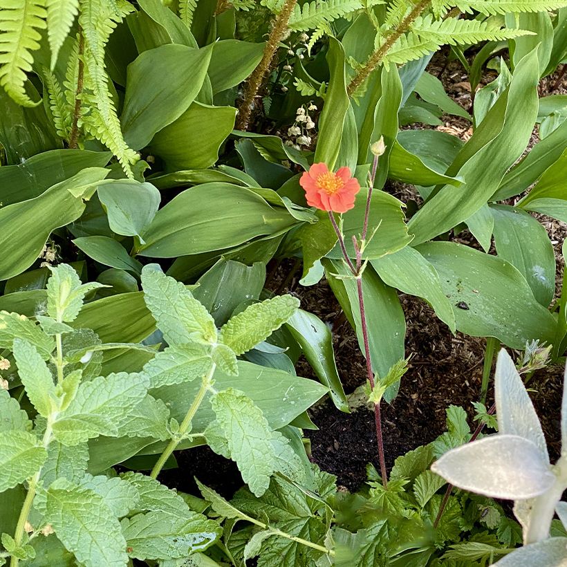 Geum coccineum Koi - Scharlachrote Nelkenwurz (Hafen)