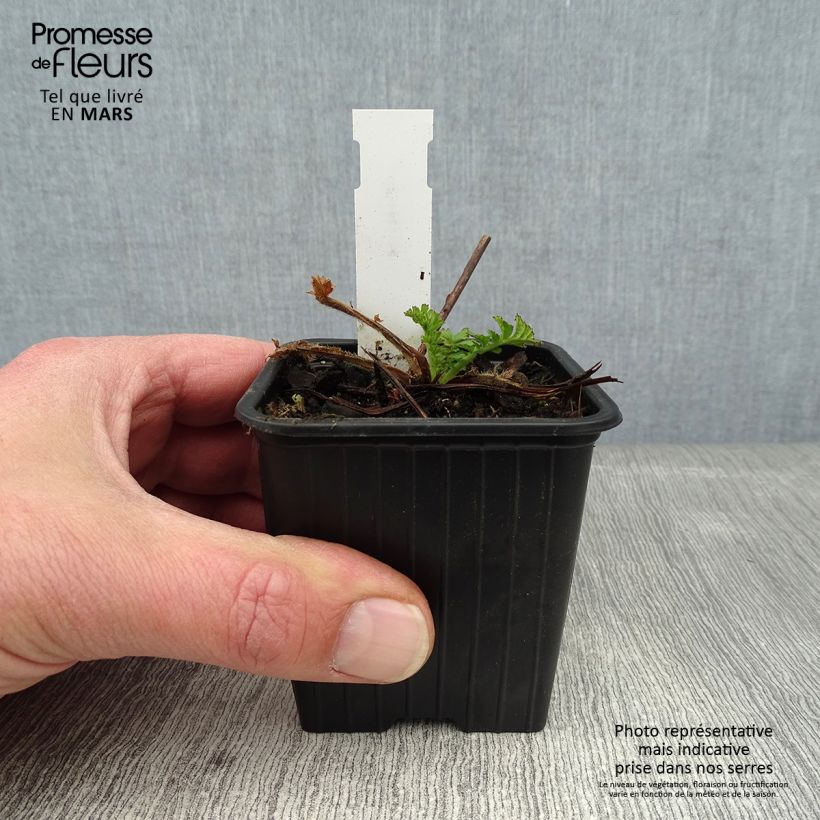 Exemplar von Geum coccineum Red Wings - Scharlachrote Nelkenwurz Kleine Töpfe von 8/9 cm wie im Winter geliefert