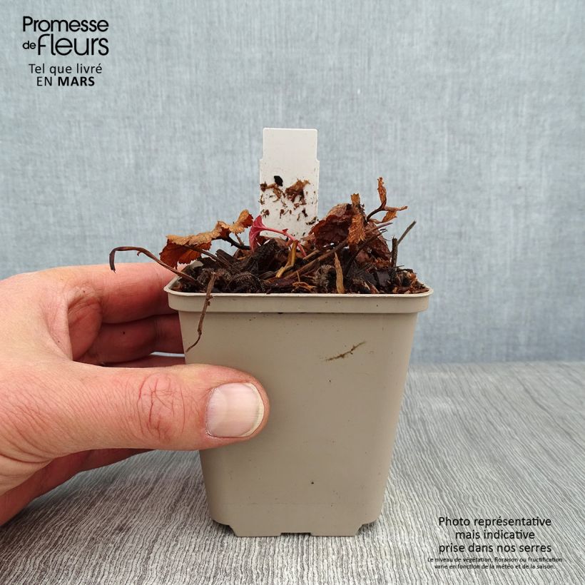 Exemplar von Geum coccineum Werner Arends - Scharlachrote Nelkenwurz Kleine Töpfe von 8/9 cm wie im Winter geliefert