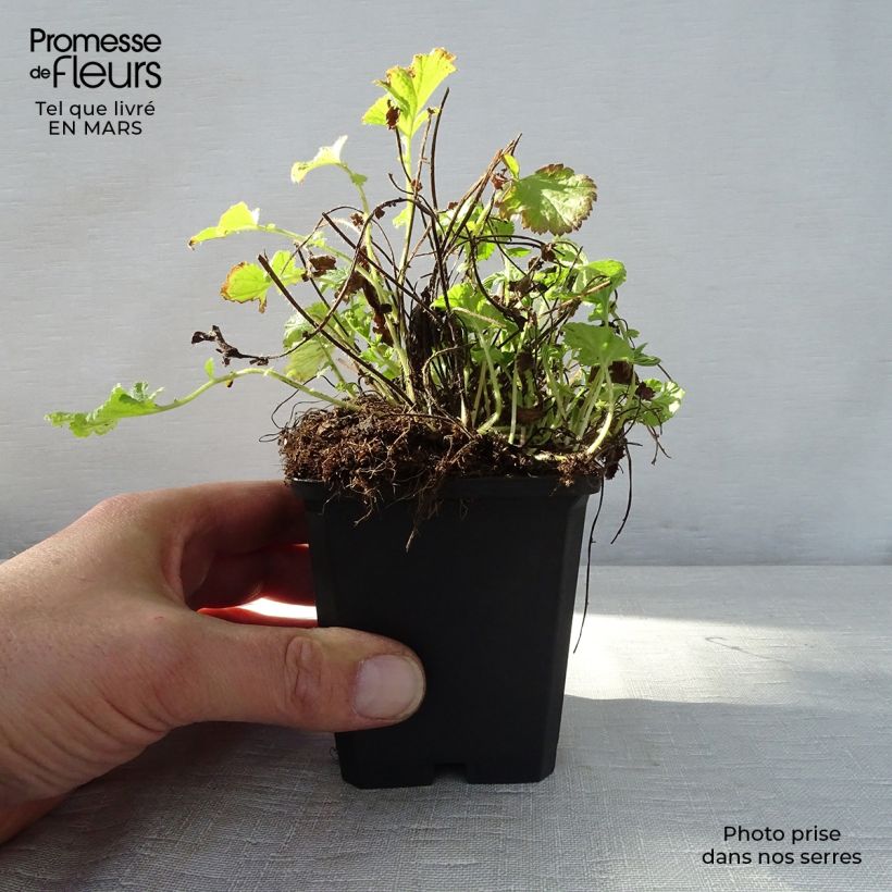 Exemplar von Geum rivale Leonard's Variety - Bach-Nelkenwurz Kleine Töpfe von 7/8 cm wie im Frühjahr geliefert