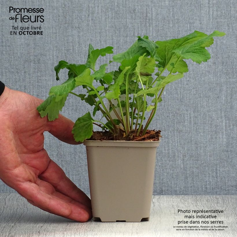 Exemplar von Geum urbanum - Echte Nelkenwurz Kleine Töpfe von 8/9 cm wie im Herbst geliefert