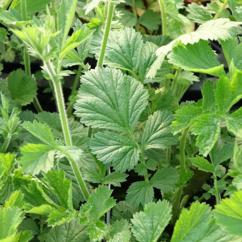 Geum Totally Tangerine - Nelkenwurz (Laub)