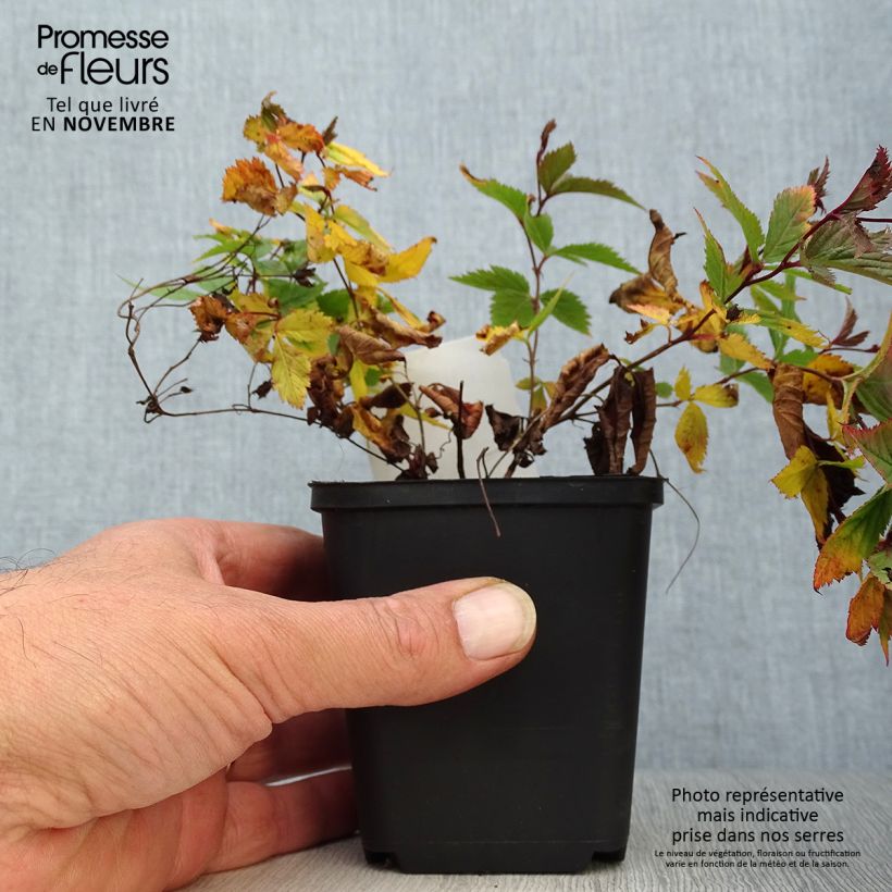 Exemplar von Gillenia trifoliata - Nördliche Dreiblattspiere Kleine Töpfe von 8/9 cm wie im Herbst geliefert