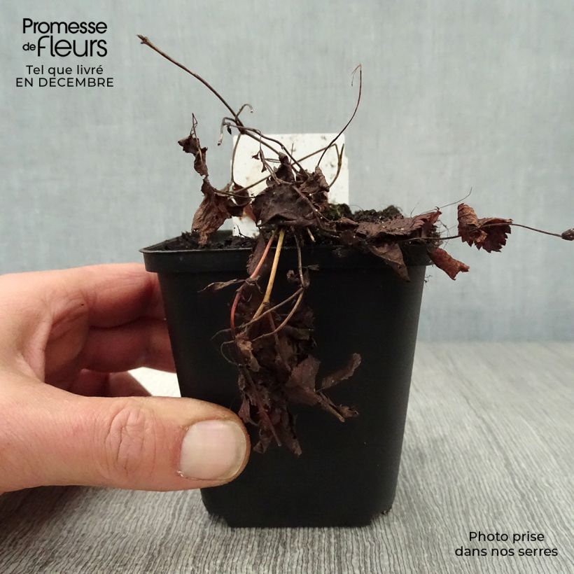 Exemplar von Gillenia trifoliata - Nördliche Dreiblattspiere Kleine Töpfe von 8/9 cm wie im Winter geliefert