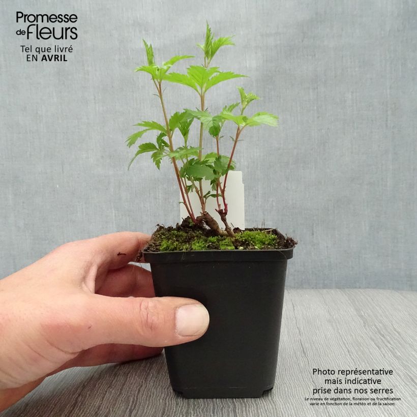 Exemplar von Gillenia trifoliata - Nördliche Dreiblattspiere Kleine Töpfe von 8/9 cm wie im Frühjahr geliefert