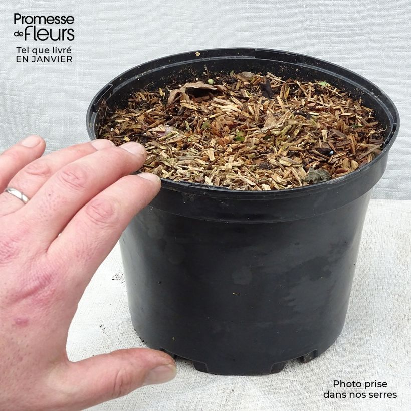 Exemplar von Japanischer Ingwer - Zingiber mioga Topf mit 1,5L/2L wie im Winter geliefert