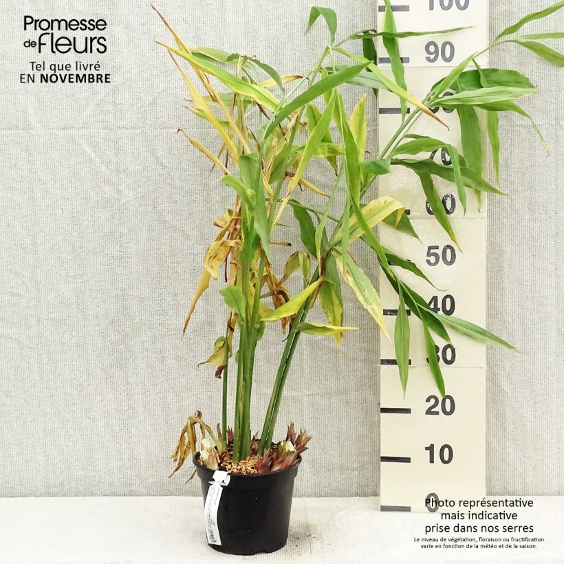 Exemplar von Japanischer Ingwer - Zingiber mioga Topf mit 1,5L/2L wie im Herbst geliefert