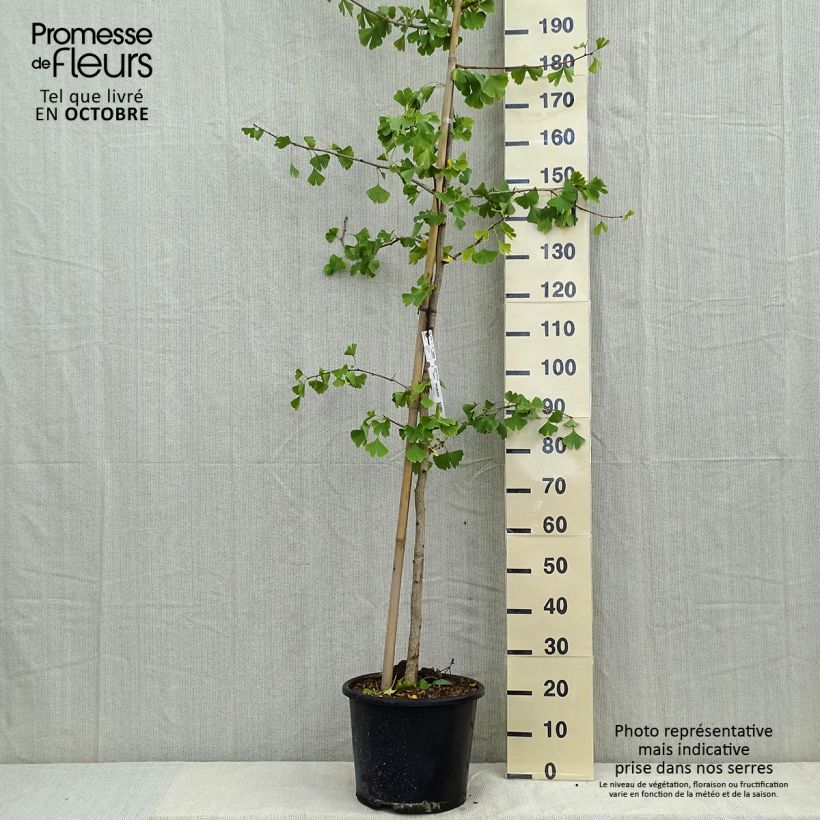 Exemplar von Ginkgo biloba - Fächerblattbaum Topf mit 7,5L/10L wie im Herbst geliefert