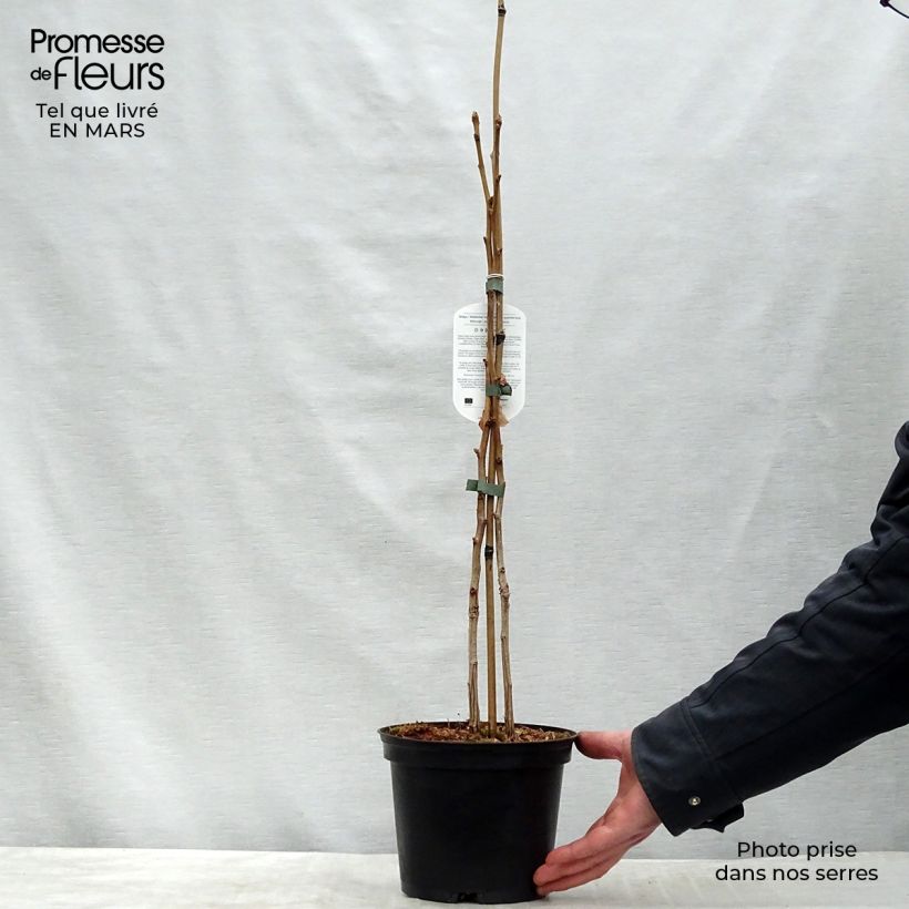 Exemplar von Ginkgo biloba - Fächerblattbaum Topf mit 2L/3L wie im Frühjahr geliefert