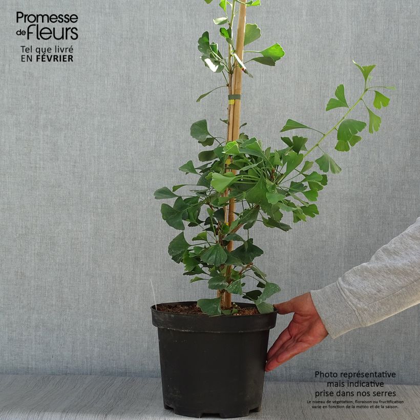 Exemplar von Ginkgo biloba Autumn Gold - Fächerblattbaum Topf mit 7,5L/10L wie im Herbst geliefert