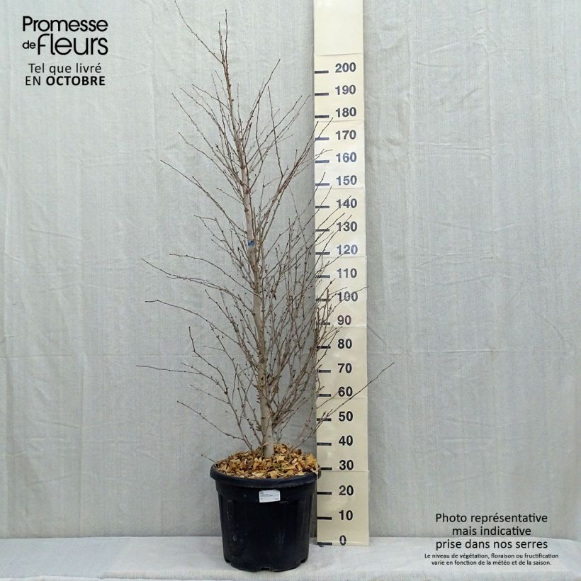 Exemplar von Ginkgo biloba Eiffel - Fächerblattbaum Topf mit 30L/35L wie im Herbst geliefert